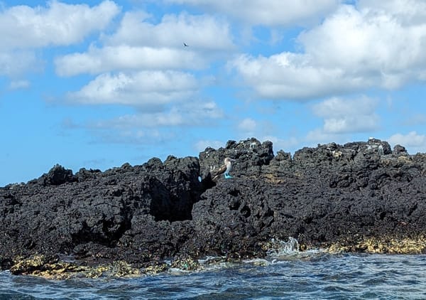 Kayaking and Snorkeling in Isabella